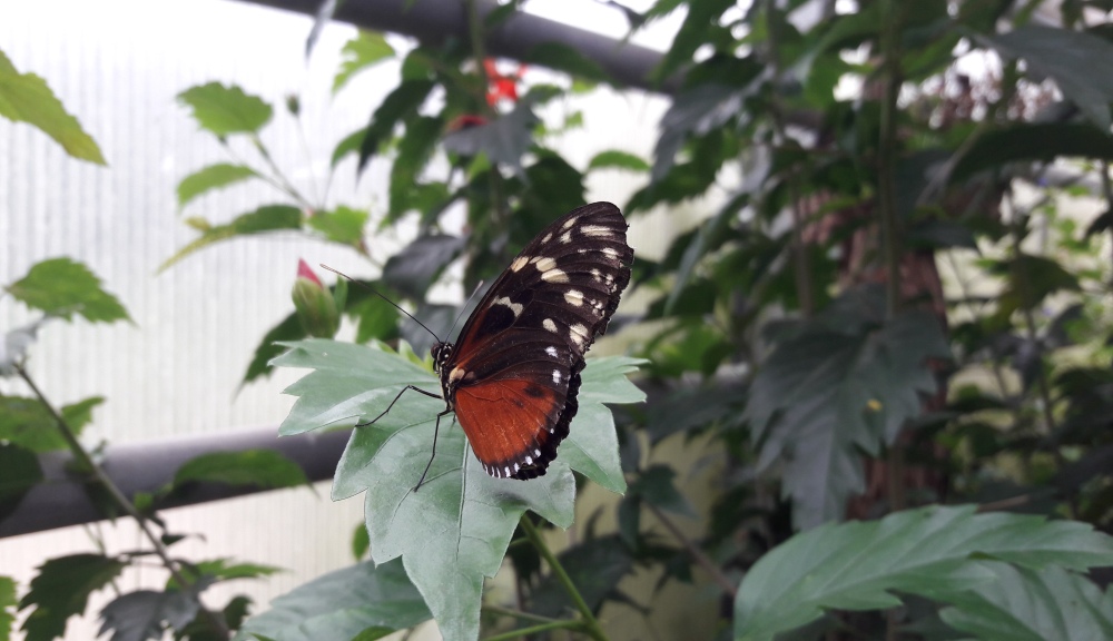 Ausflug In Den Schmetterlingsgarten Schule Richardstrasse